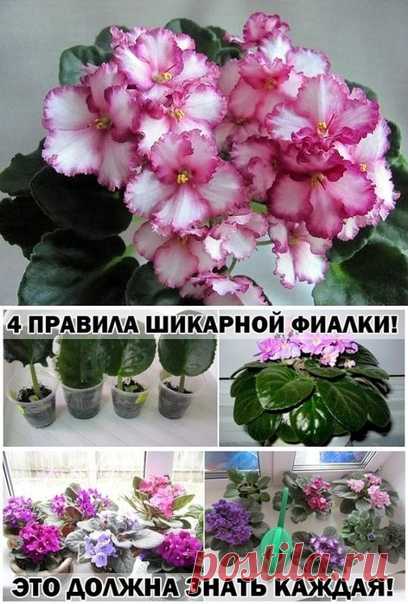 ПРАВИЛА ШИКАРНОЙ ФИАЛКИ!

С помощью этих основных правил, я выращиваю целый цветник фиалок у себя на подоконнике.

- Поставь горшок с растением в уютное место, где достаточно света, но не слишком много солнца. Исключи попадание прямых солнечных лучей в обеденное время. Оптимально поставить фиалку на западное окно либо повесить плотные занавески.
Показать полностью…