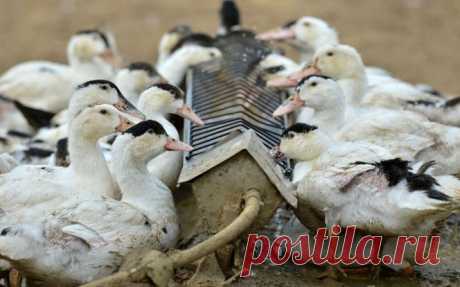 Выращивание уток на мясо в домашних условиях: инструкция по построению бизнеса