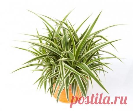 Комнатные цветы для домашнего благополучия: приметы, суеверия, традиции