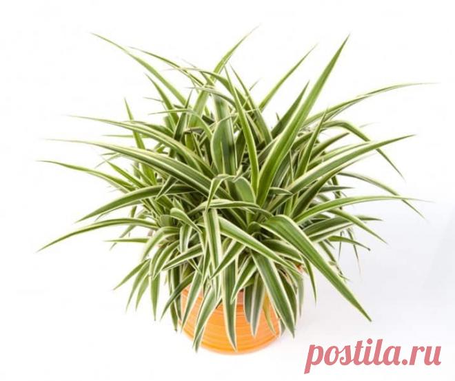 Комнатные цветы для домашнего благополучия: приметы, суеверия, традиции