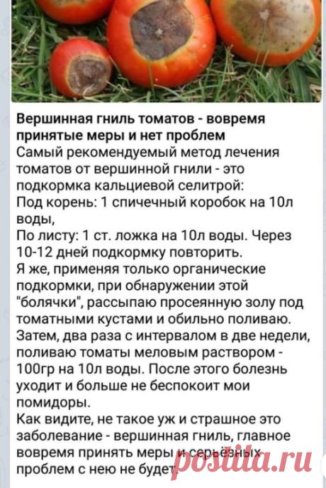 ВЕРШИННАЯ ГНИЛЬ ТОМАТОВ
