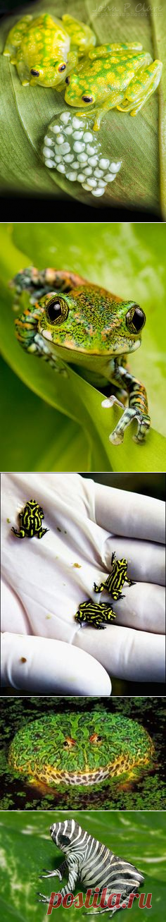 Лягушки on Pinterest