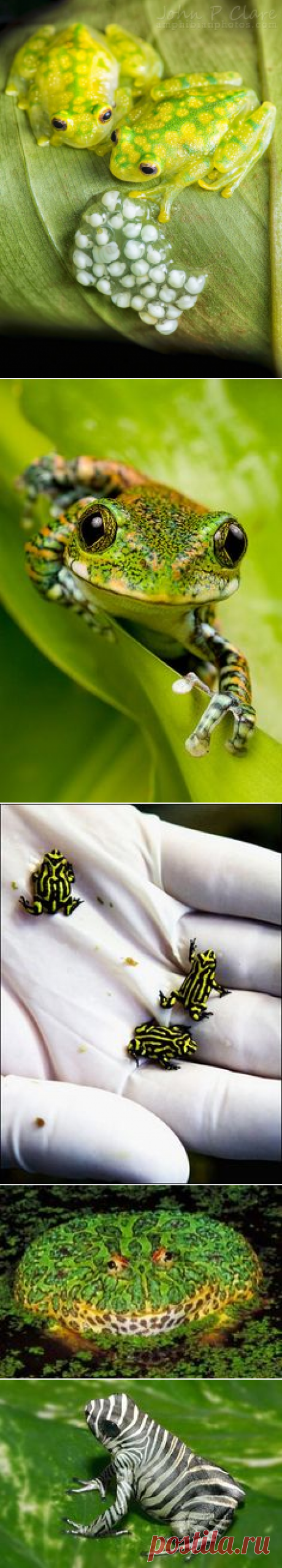 Лягушки on Pinterest