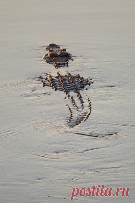 african-crocodile-Kruger-national-park