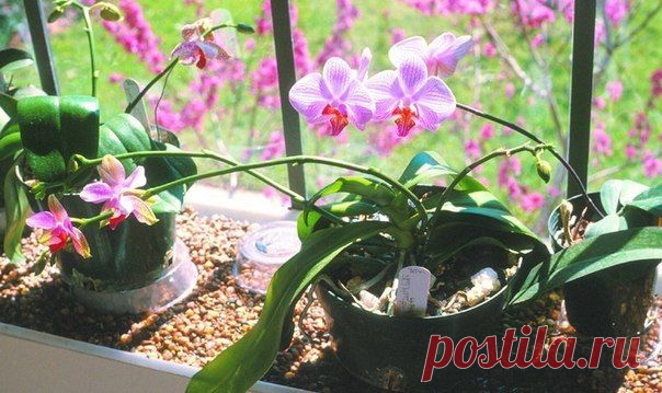 Какие комнатные цветы стоит заводить дома?