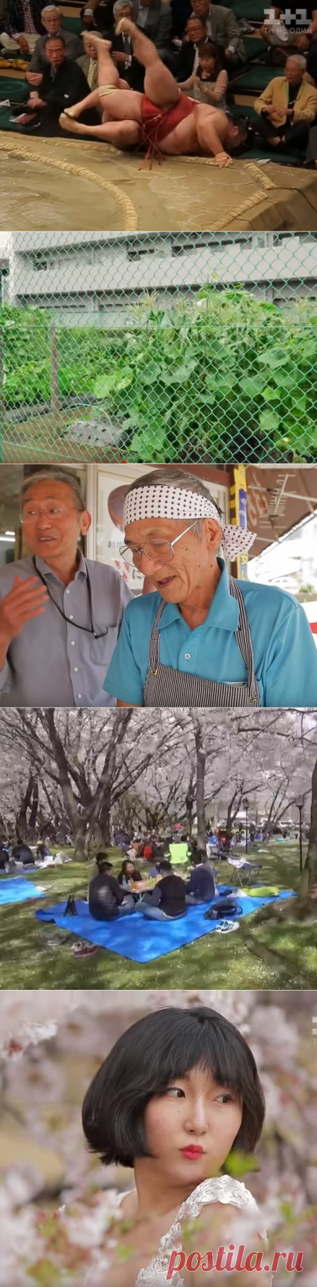 А нужны ли Японии Курилы. Рассказ старожила | путешествуем онлайн | Яндекс Дзен