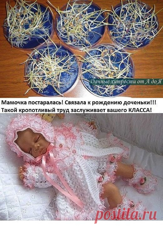 проростка семян