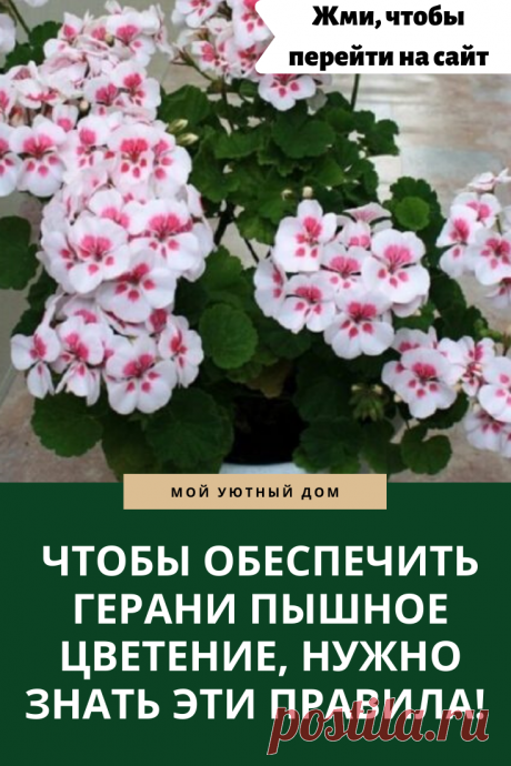 Как сделать чтобы герань пышно цвела