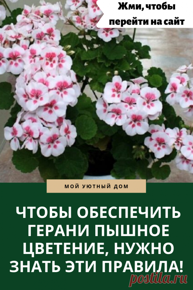 Как сделать чтобы герань пышно цвела