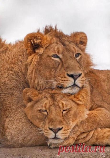 Фото Без названия. Альбом ЦАРЬ ЗВЕРЕЙ - 50 фото. Фотографии ⊰✿⊱ ОЛЬГА ⊰✿⊱.