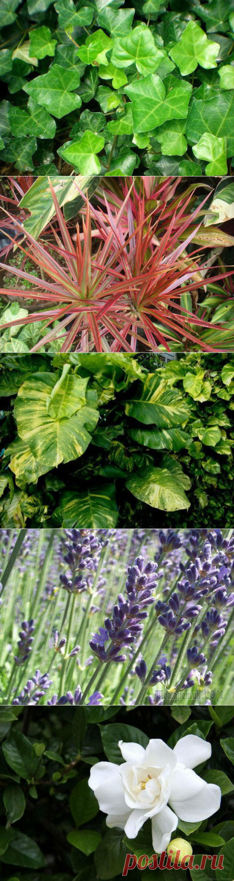 8 растений, полезных для поддержания хорошей атмосферы дома и в офисе