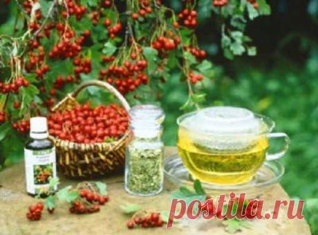 Боярышник. Полезные и лечебные свойства. Противопоказания