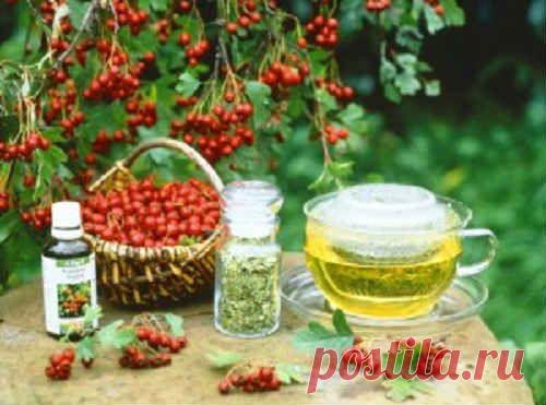 Боярышник. Полезные и лечебные свойства. Противопоказания