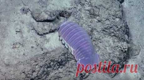 8 пренеприятнейших морских существ 
 


Наша природа – великая выдумщица, иначе как можно объяснить существование таких странных и (будем откровенными) достаточно пренеприятнейших существ для людского глаза. Хотя, как известно, вкусы у…