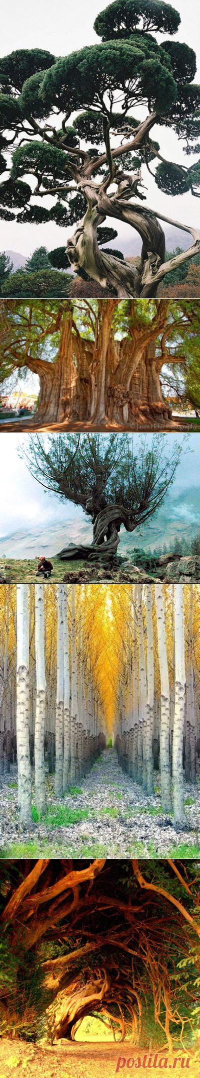 amazing trees | Dusky's Wonders