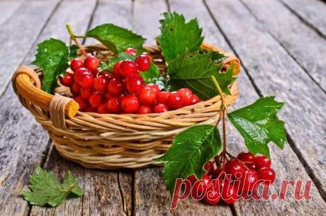КАЛИНА. ТРАВНИК. НАРОДНЫЕ РЕЦЕПТЫ

Очередная статья о травах, которые наши предки и современные травники собирают и применяют в различных целях, будь то целительство или магия. Здесь мы познакомимся с таким растением, как Калина и рассмотрим несколько рецептов, которые смогут помочь вам в каких-то жизненных ситуациях. Далее мы узнаем о двух способах применения этого чудодейственного растения. В первую очередь узнаем о её магических способностях, а затем рассмотрим фармакол...