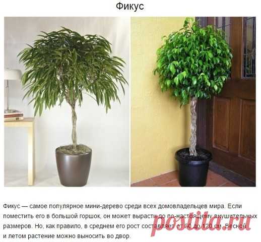 9 комнатных растений, которые отлично чистят воздух
Сохраняйте у себя на странице, чтобы не потерять!
Грязный воздух внутри помещений — одна из причин болезней людей. Наши кирпичные и бетонные дома постоянно выделяют токсичные химические вещества — формальдегид, например. Воздух также отравляют бактерии, плесень, пыль и углекислый газ, образующийся возле работающей плиты.

К счастью, у нас есть комнатные растения. Они решают часть проблем, связанных с плохим проветриванием...