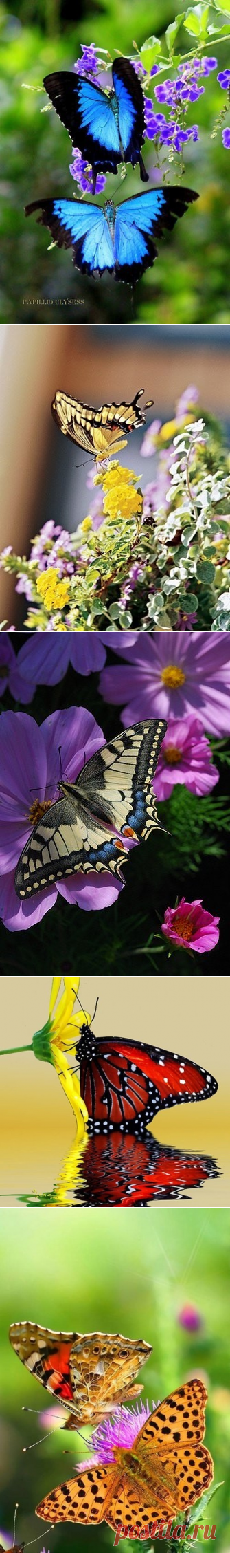 (67) Одноклассники