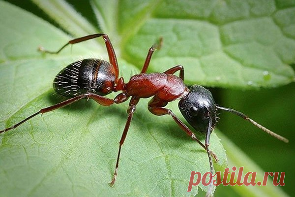 Корица поможет решить проблемы в саду - Садоводка