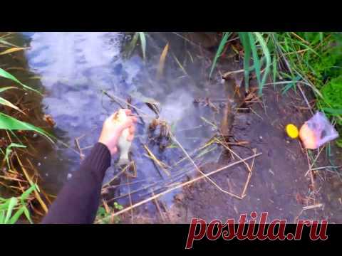 Вот Это КЛЁВ!!! Рыбалка на фидер с оснасткой ПАТЕРНОСТЕР