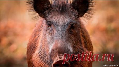 Эвтаназия отменяется. Француженке разрешили оставить у себя дикого кабана, которого она растила с младенческого возраста Суд во Франции постановил, что дикий кабан, который живет на ферме, может остаться со своей хозяйкой. Ранее животному грозила эвтаназия, но на его защиту встало множество людей. Даже актриса Брижит Бардо обратилась к властям с просьбой пожалеть свинью.Француженка Элоди Капп в апреле 2023...