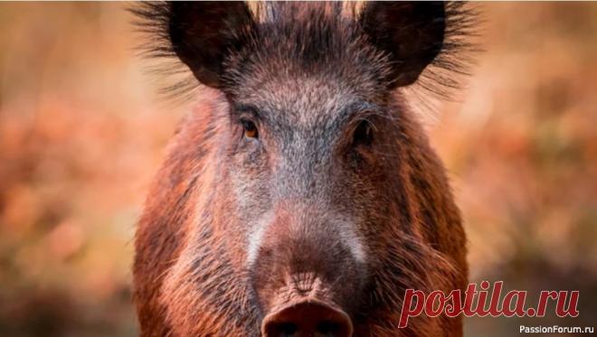 Эвтаназия отменяется. Француженке разрешили оставить у себя дикого кабана, которого она растила с младенческого возраста Суд во Франции постановил, что дикий кабан, который живет на ферме, может остаться со своей хозяйкой. Ранее животному грозила эвтаназия, но на его защиту встало множество людей. Даже актриса Брижит Бардо обратилась к властям с просьбой пожалеть свинью.Француженка Элоди Капп в апреле 2023...