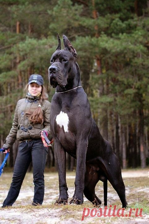зверье мое