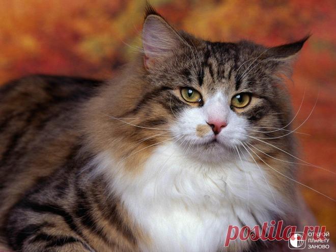 Норвежская лесная кошка - Путешествуем вместе