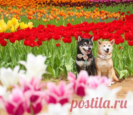 Влюбленная парочка в цветах
