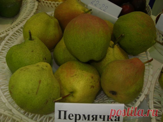 Груша мелкоплодная и декоративная - Садоводка