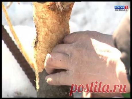 Прививка мостиком