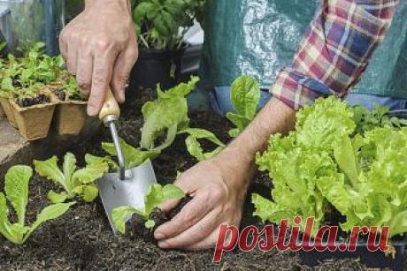 Август на грядках - сбор урожая овощей, работа в теплице, видео