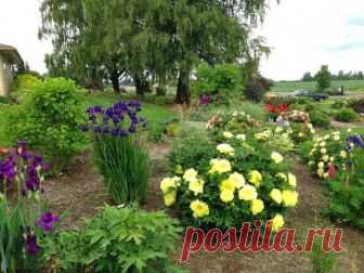 Пион бартзелла