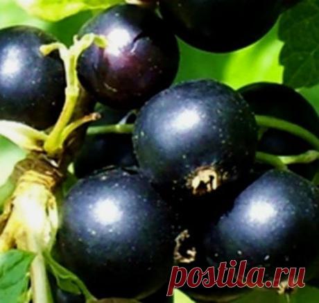 Смородина черная: важные мелочи