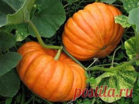 ФОРМИРОВАНИЕ ОГУРЦА, КАБАЧКА И ТЫКВЫ. ПРИЩИПЫВАНИЕ.
Зацвели каштаны, значит, наступила пора высева в открытый грунт теплолюбивых культур, в том числе огурцов, кабачков, тыквы. Все эти культуры формируют надземный стебель в виде лианы, рост и развитие которой не всегда соответствуют количеству формируемого урожая. Заставить культуру увеличить плодоношение помогает такой агротехнический прием, как прищипывание. Оно проводится не на всех сортах и гибридах. На пакете с семенами обязательно имеется п