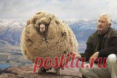 Баран Шрек однажды сбежал с фермы, и 6 лет скитался по горам. Так он выглядел после поимки (состригли 27 кг шерсти).