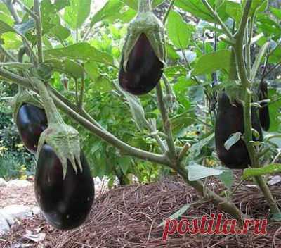 Лучшие сорта баклажанов для открытого грунта Сибири.