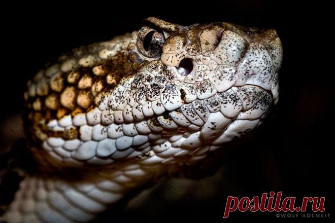 50 восхитительных змей