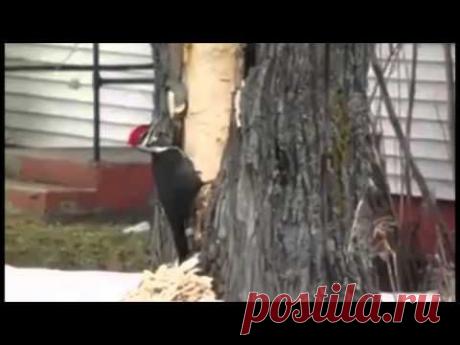 Нервный срыв у дятла / Видео / Моя Планета