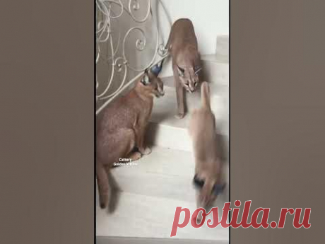 ИНТЕРЕСНЫЕ ФАКТЫ О КАРАКАЛАХ🐾🐾🐾🐾🐾🐾🐾#caracal #cats #каракал #каракет #cat#floppa#bigfloppa