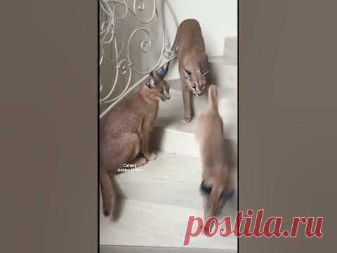 ИНТЕРЕСНЫЕ ФАКТЫ О КАРАКАЛАХ🐾🐾🐾🐾🐾🐾🐾#caracal #cats #каракал #каракет #cat#floppa#bigfloppa