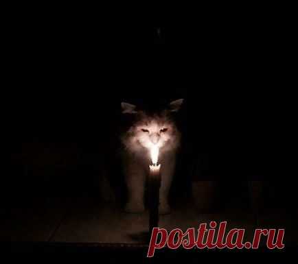 Коты — приспешники дьявола. Но это не точно — Убойный юмор