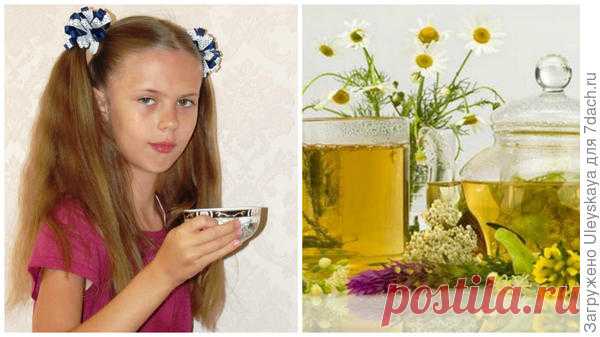 27 растений для чая