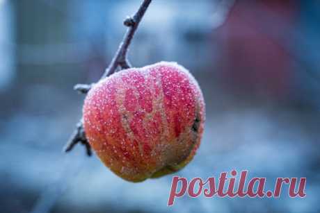 Как защитить растения от осенних заморозков? Фото — Ботаничка