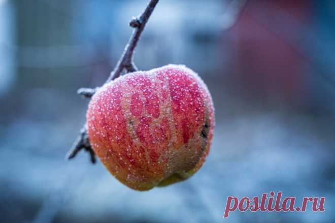 Как защитить растения от осенних заморозков? Фото — Ботаничка