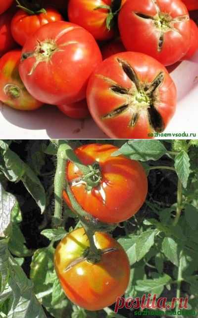 Средства от растрескивания томатов | Азбука садовода