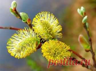 Жизнь на макро (Дикая Собака Динго) / Стихи.ру