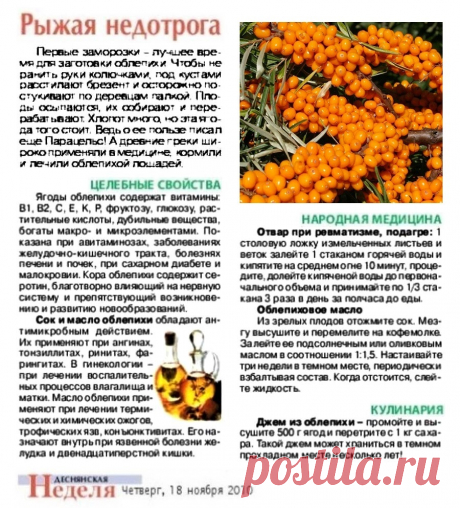 Облепиха - рыжая недотрога