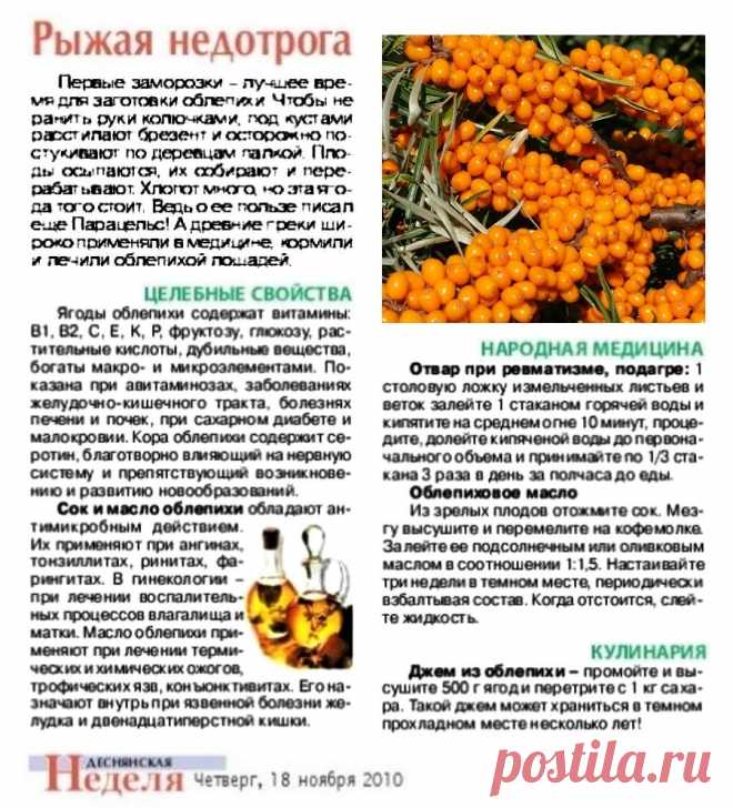 Облепиха - рыжая недотрога
