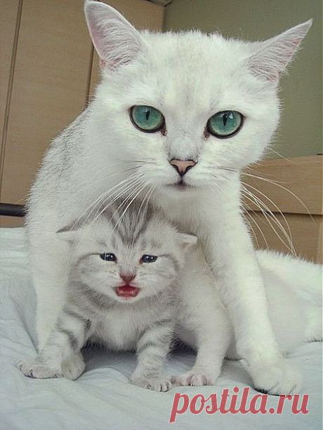 Мой Мир@Mail.Ru